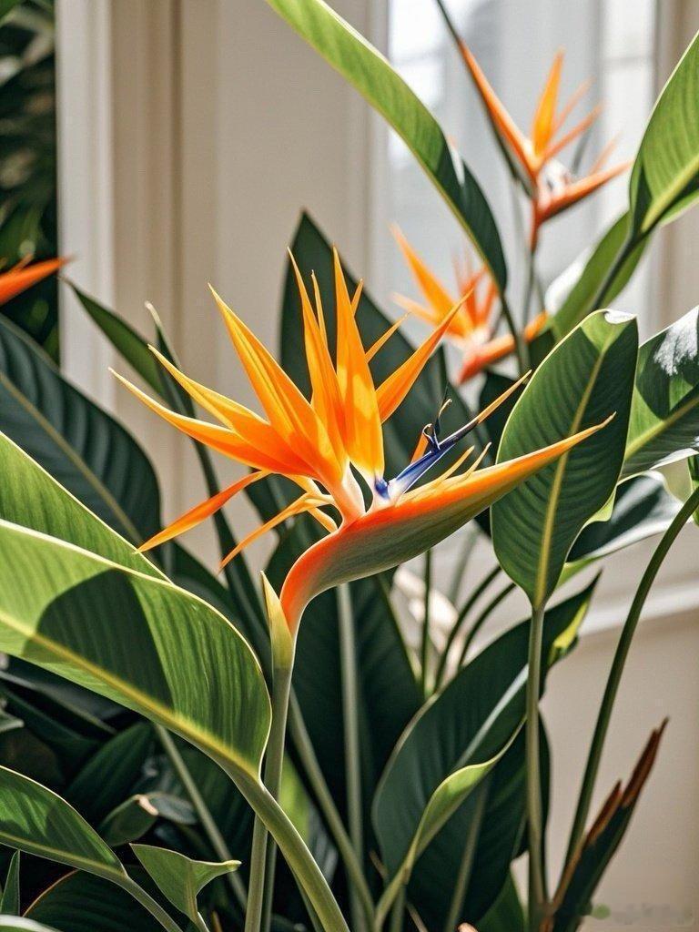 原来天堂鸟还会开花 原来“鹤望兰”才是学名！天堂鸟的花朵像仙鹤翘首，连传粉方式都