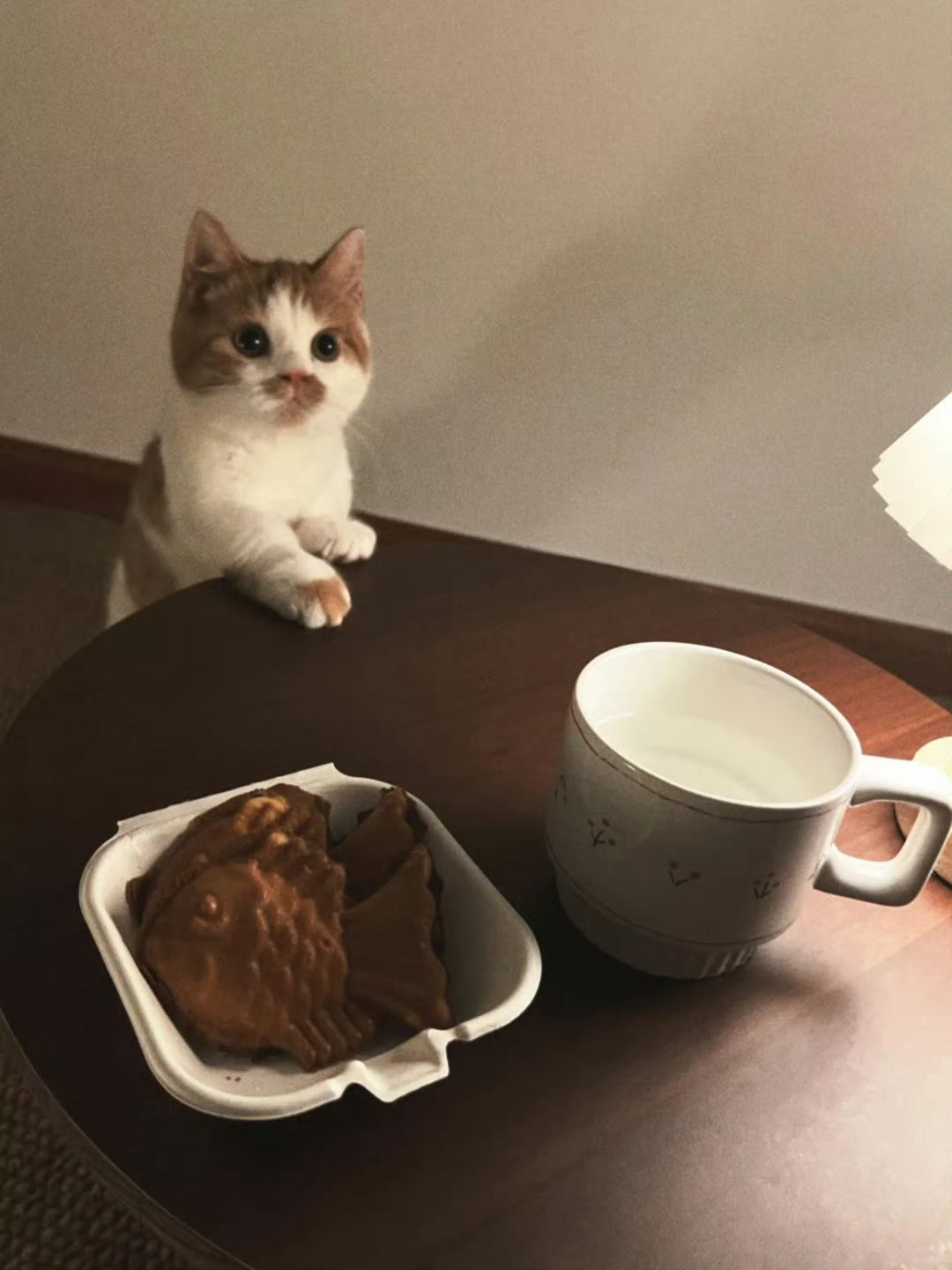 猫咪：我可以吃小鱼饼干吗🥹 