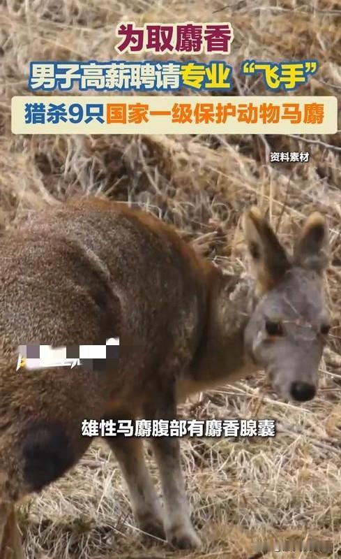 2025年10月，青海曲麻莱县一3人盗猎团伙在5天内用无人机猎杀9只国家一级保护