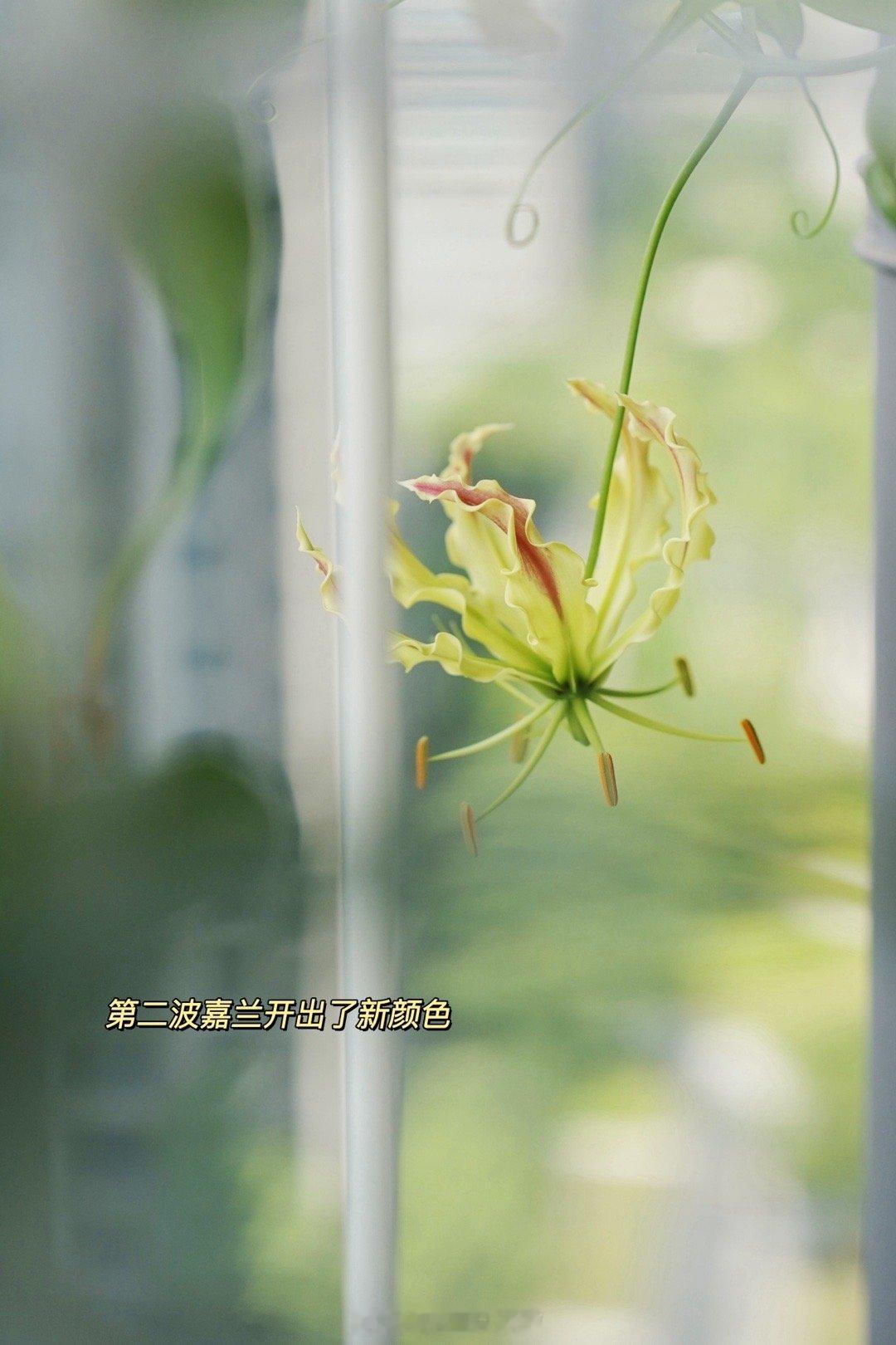 厨房窗户开一道缝，听蝉鸣声声。蝉大喊：热！热！热！#饮啡旅行,三餐四季#  ​​