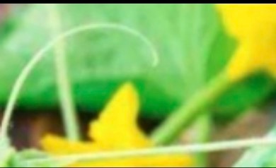菊花种植是一项充满韵味与雅致的农业活动，以下是关于菊花种植的基本步骤和注意事项：