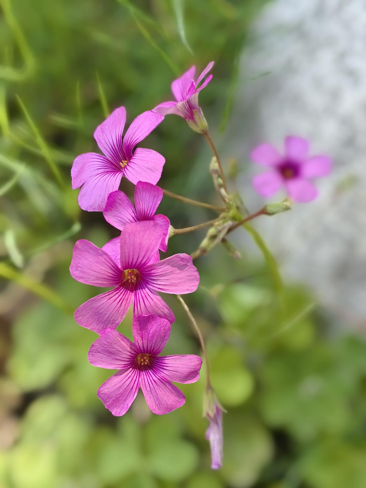 风软了，
花醒了，
春天递来
一颗糖。