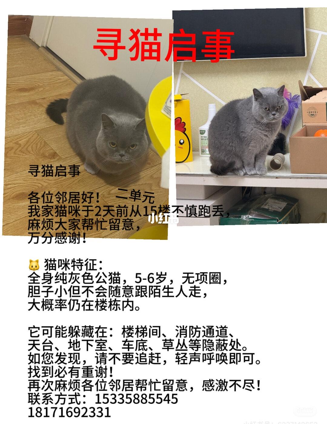 于3.17在黄石港万达走丢 有线索的麻烦联系我感谢🙏