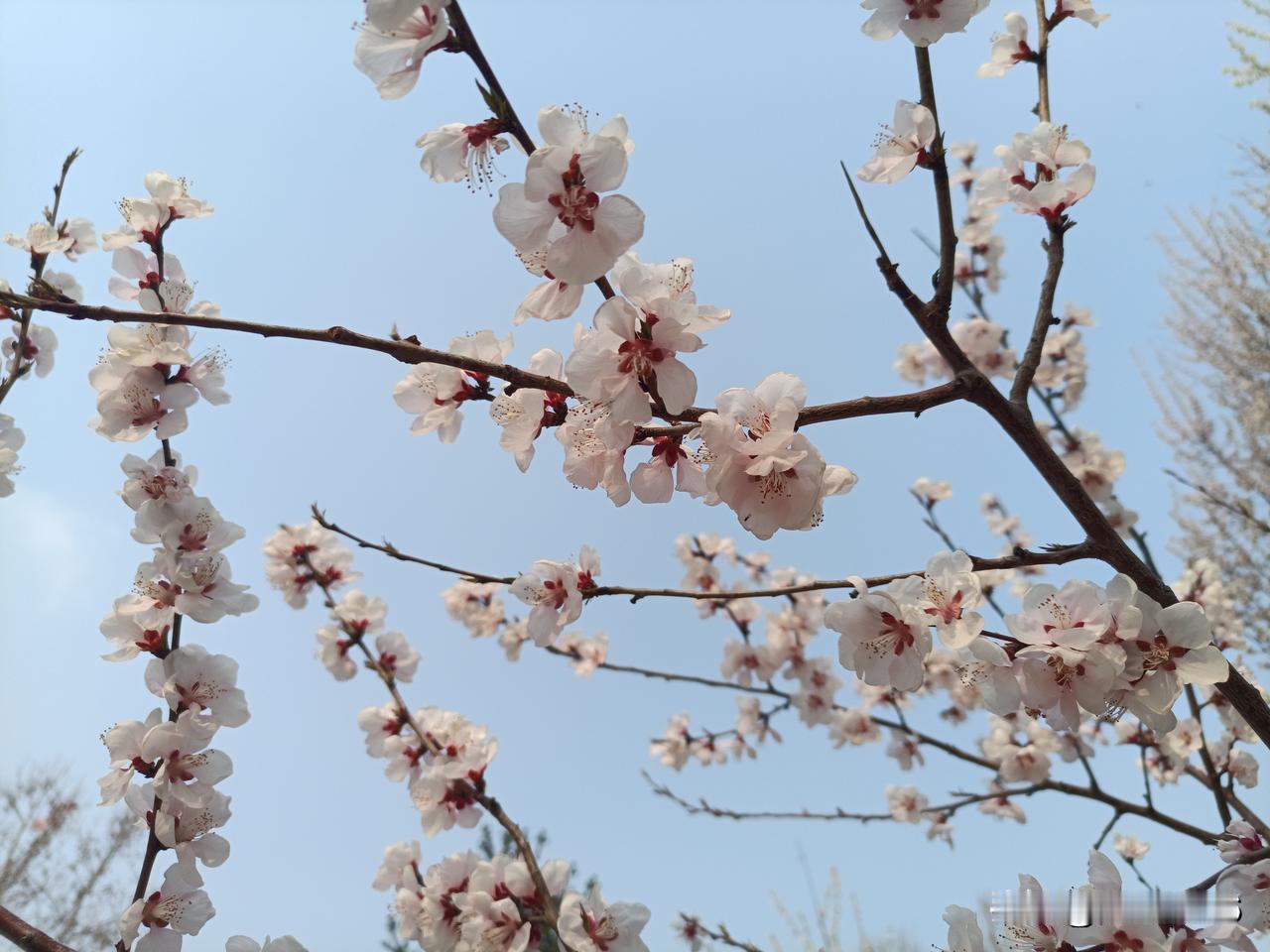 耿为华老师的身材保持的真好，除了经常歌唱能够保持心情愉悦，以及娶了个贤惠的小媳妇