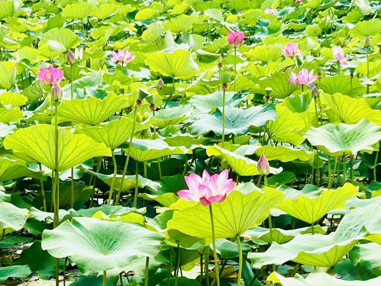 小荷初露（随手拍）。听闻附近航空公园的荷花绽放了，今儿个一大早，我便背着相机直奔