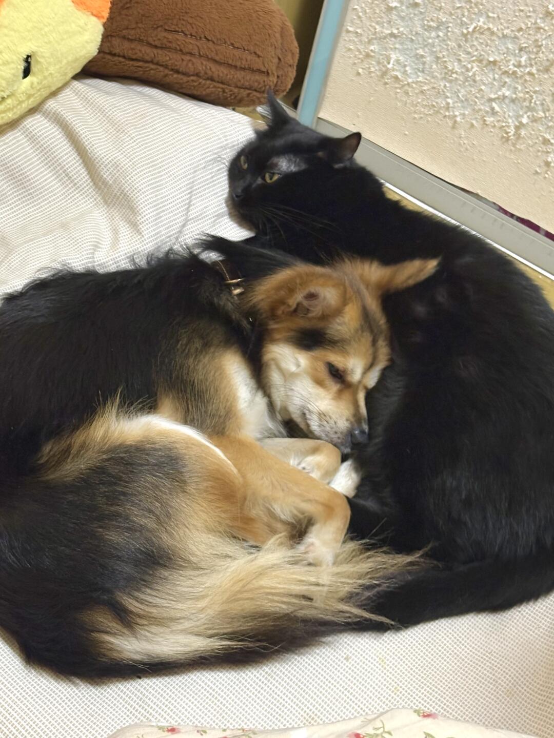 憨厚敦实的懒肥猫小黑是全家的枕头