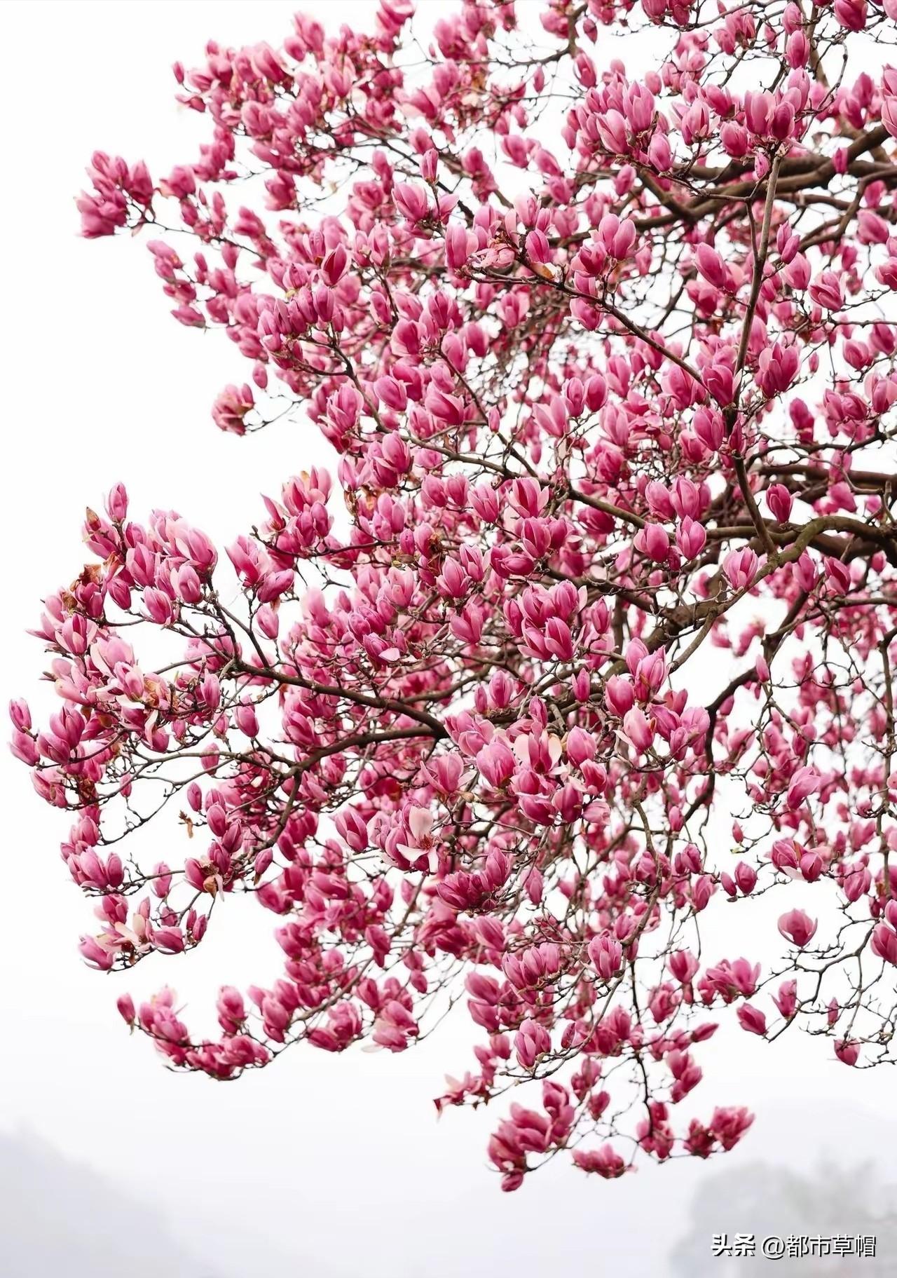 有个孩子不肯上学，家长要他上学，他一气之下，收拾好换洗衣服，拖着行李箱坐火车去了