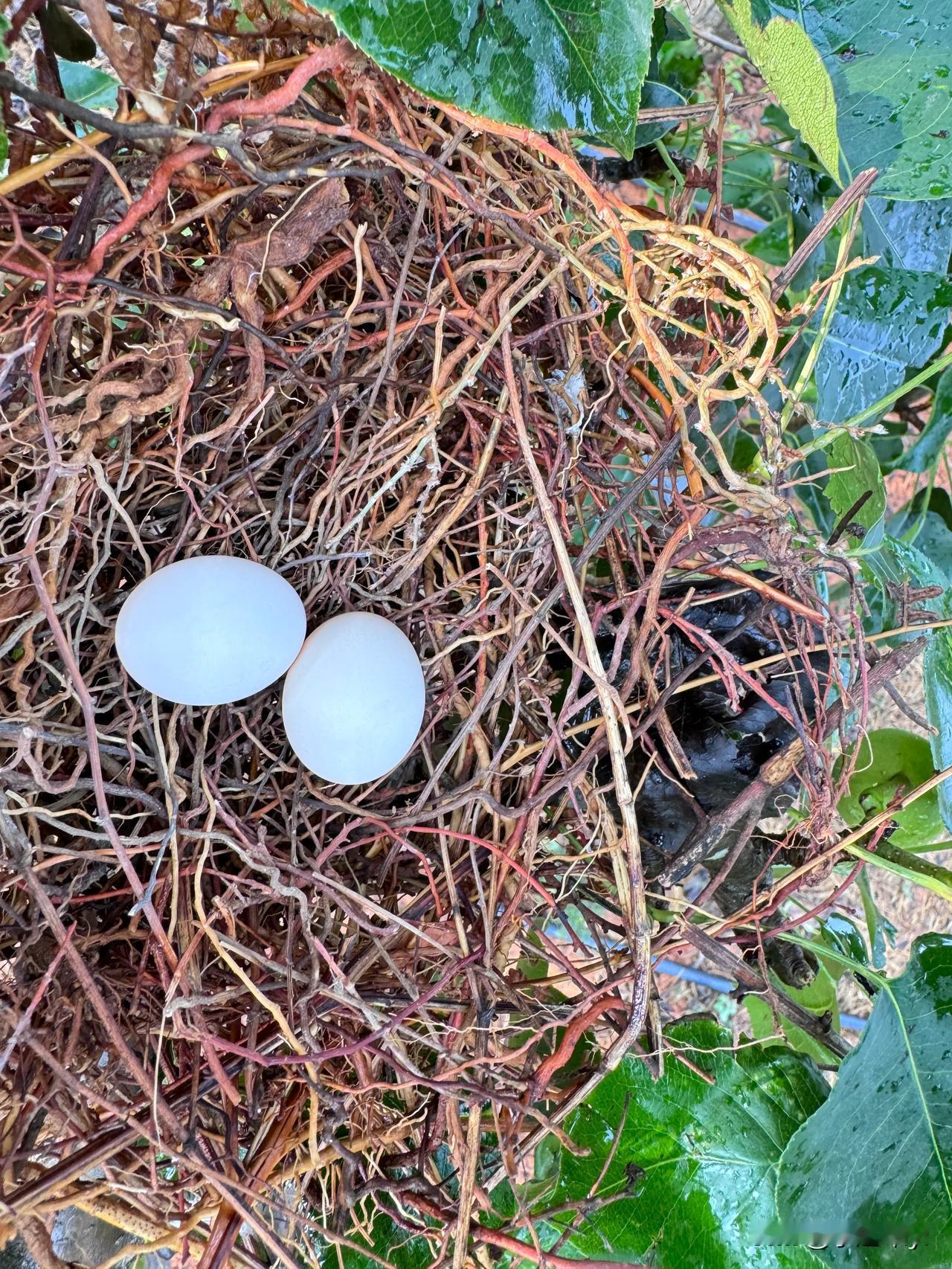 有谁能够知道这究竟是什么🥚？