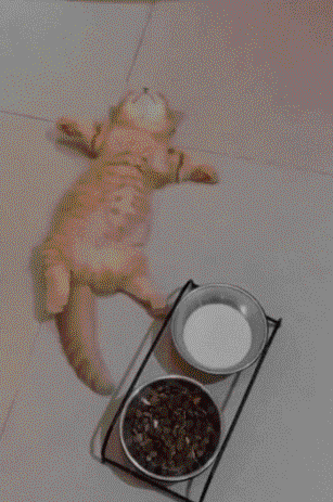 吃太饱了，需要缓一下