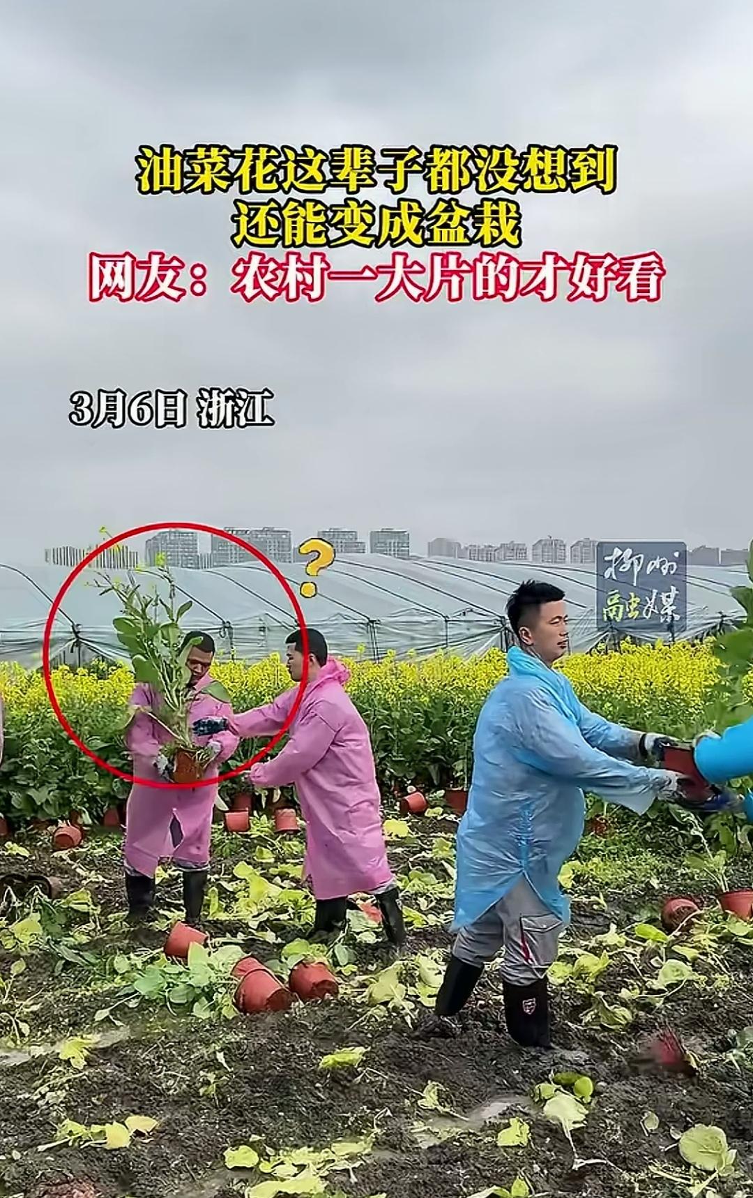 为了在大都市展现田园风光与春日之美，本应生长在农田里的油菜花，被有心人做成了可移