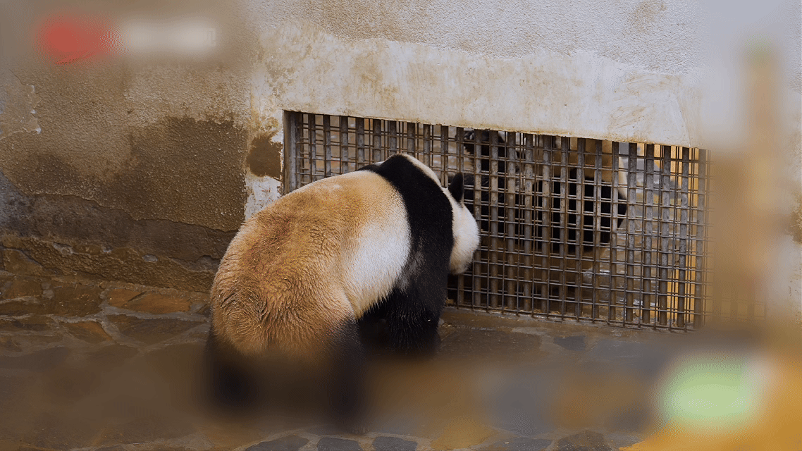 熊猫盼月在阿坝相亲名场面 择偶期来临，饲养员依次打开多个通道让女主与雄性隔网接触