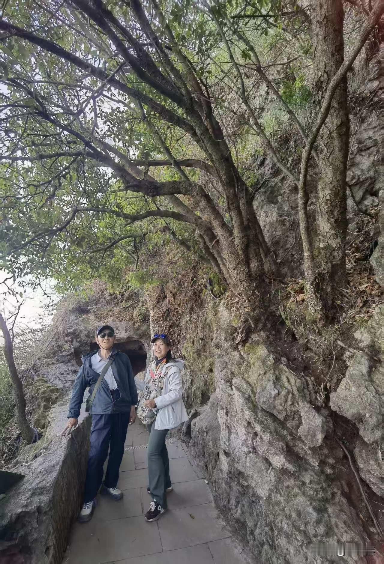 满庭芳·陪父昆明自由行
 
春入滇南，云博初赏，古庭万象清新。
忽惊缆废，峻壑断