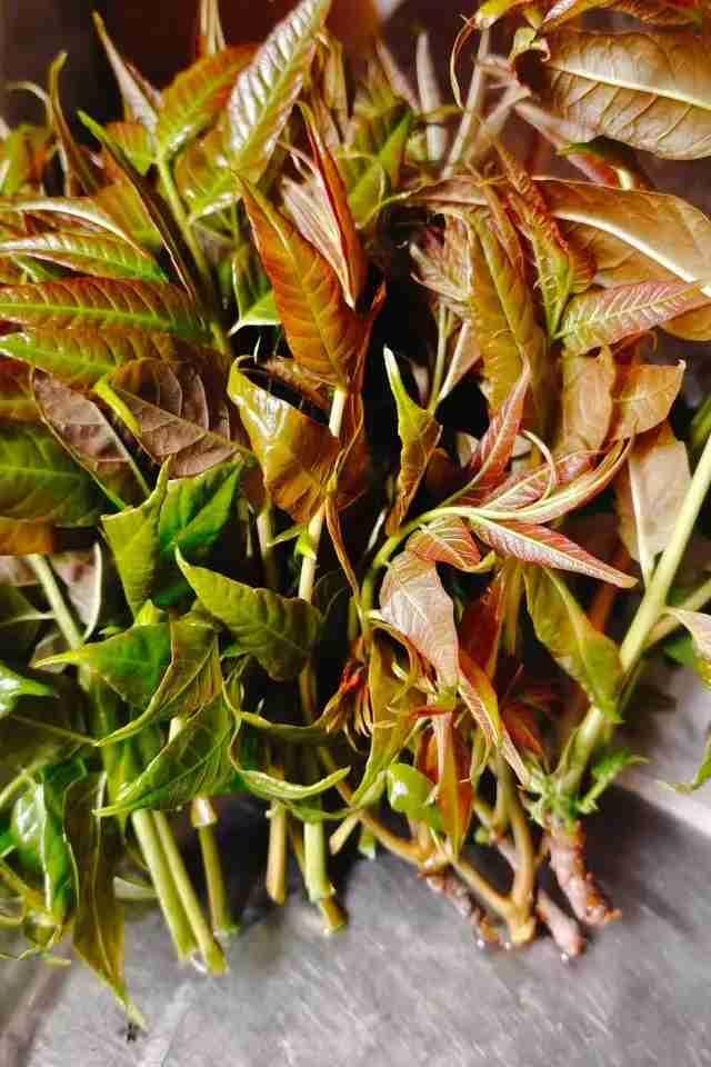 我的今日状态：😁轻松愉快
我这里的天气：☀️晴天
喜欢春天里的那口鲜 带定位分