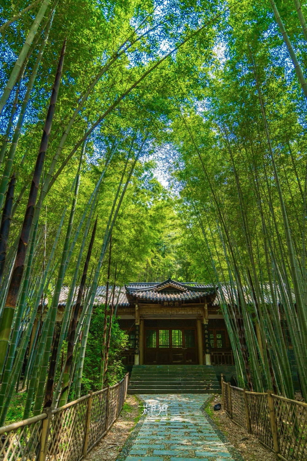 武汉周末游｜九真山保姆级攻略✨宠物特别友好