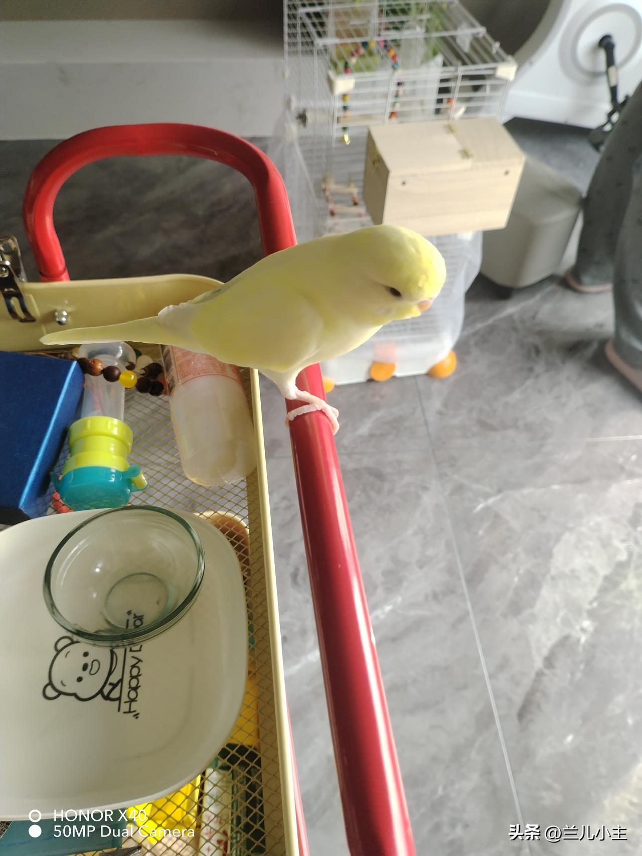 有时候气人不给饭吃，过后又后悔。一周打扫一次，我家小鸟很干净。打开门，它飞了一圈