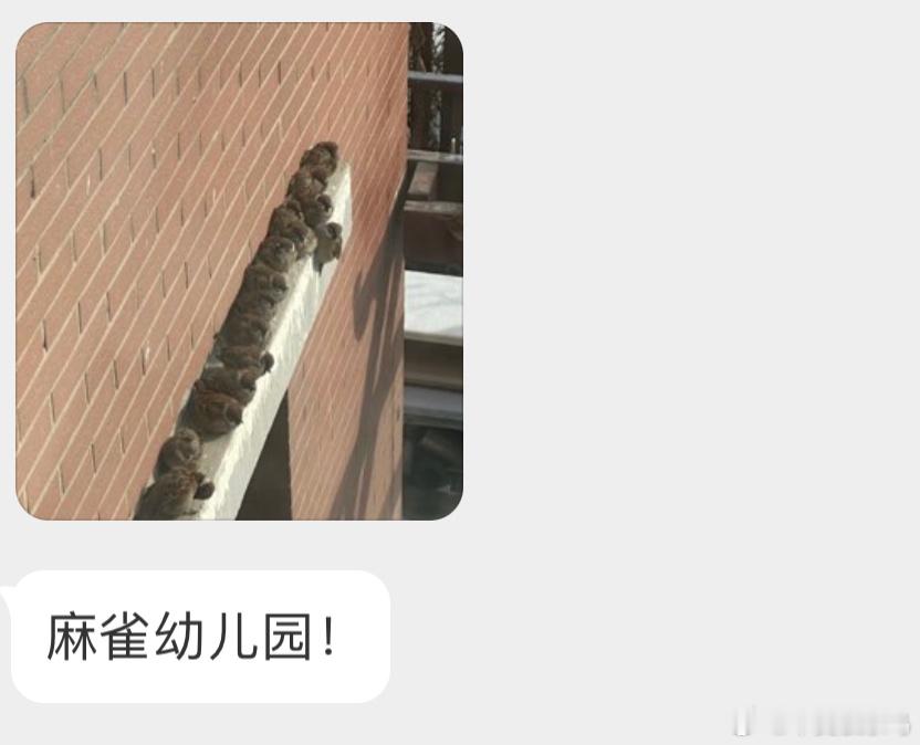 麻雀开会[开学季] ​​​