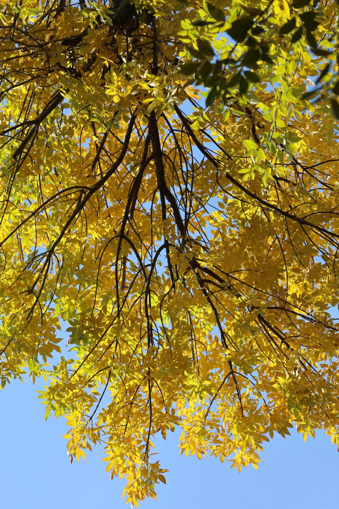 秋景实况，五四大街能抗2天，23号前可冲