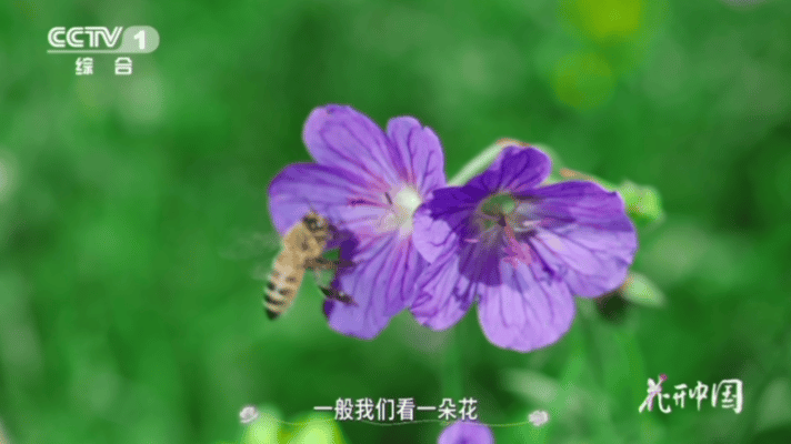 远看像麻雀近看是朵花有点分不清是花还是小鸟了枝头“麻雀”无视周遭动静，带着好奇凑