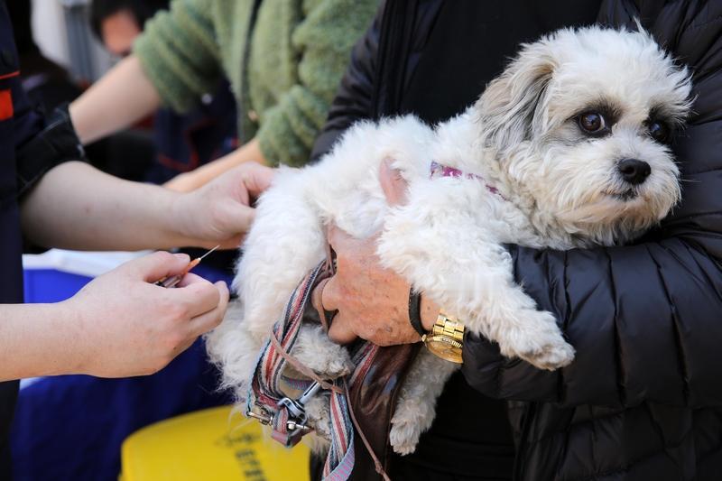 女子被自家狗轻咬2个月后狂犬病发作 最近看到“女子被自家狗轻咬2个月后狂犬病发作
