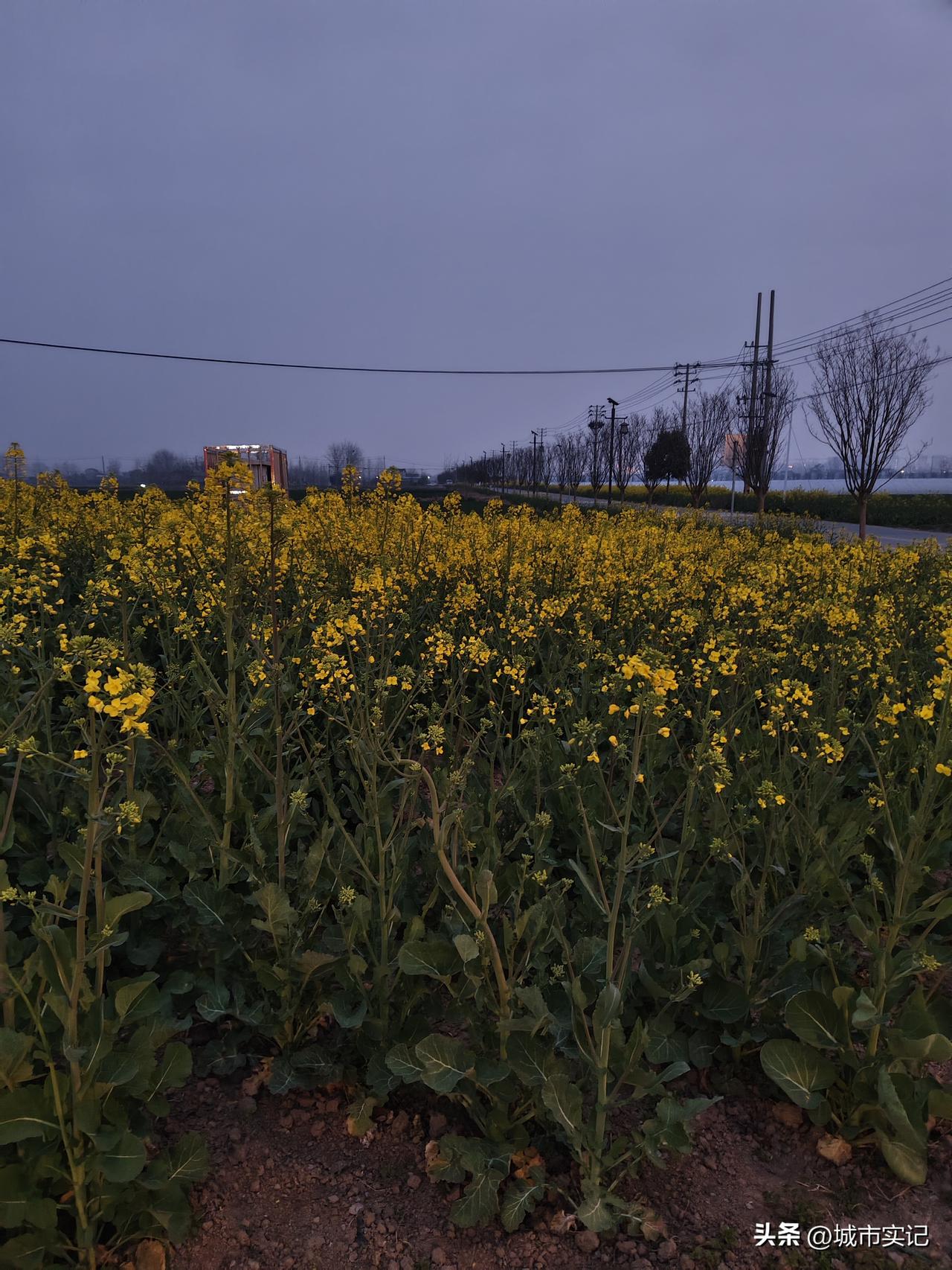 宿迁三月份的油菜花太美了