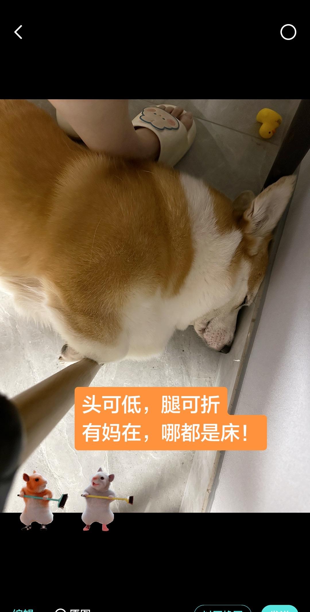 家人们，我家狗偷偷报了柔术班🫠。狗：没有我挤不进去的地方，只有我不想挤的床🤏