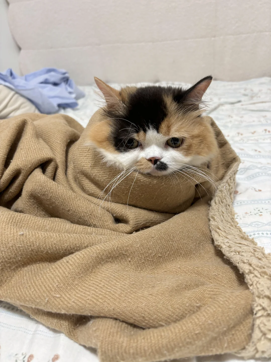 秋天的第一口小猫煎饼🍂
