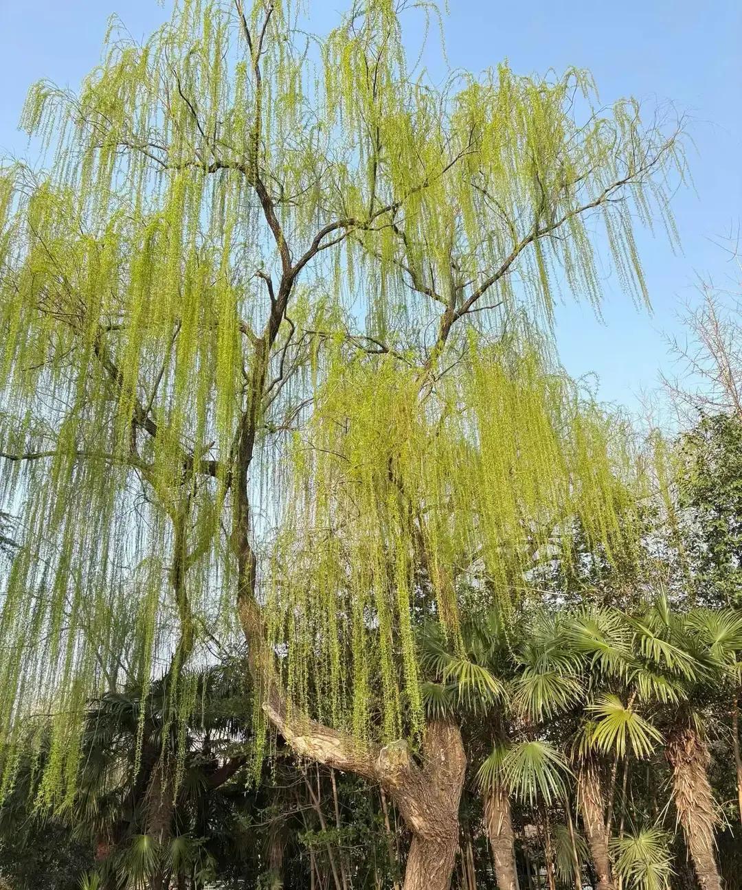 今天带娃去商场，他非要自己拎购物袋，我忍住没插手，结果袋子掉地上苹果滚一地。

