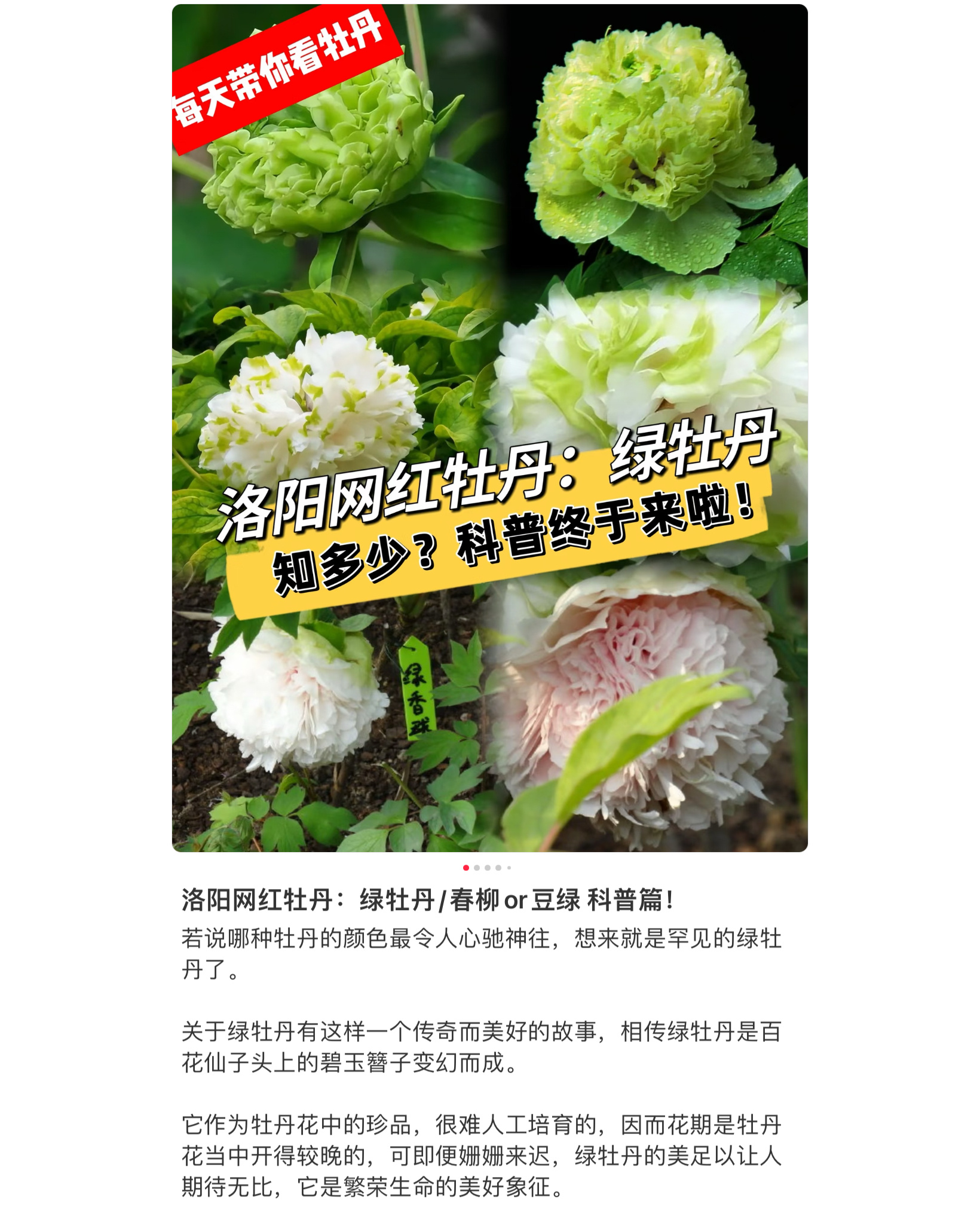 薛之谦今晚的发色会不会来自绿色系牡丹？ 