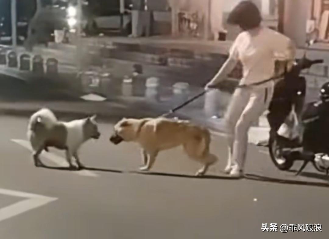 女主人牵着狗狗在路上遇到一只小狗，自家狗狗不肯走，女主人一脚将它撂倒，拿起牵绳往