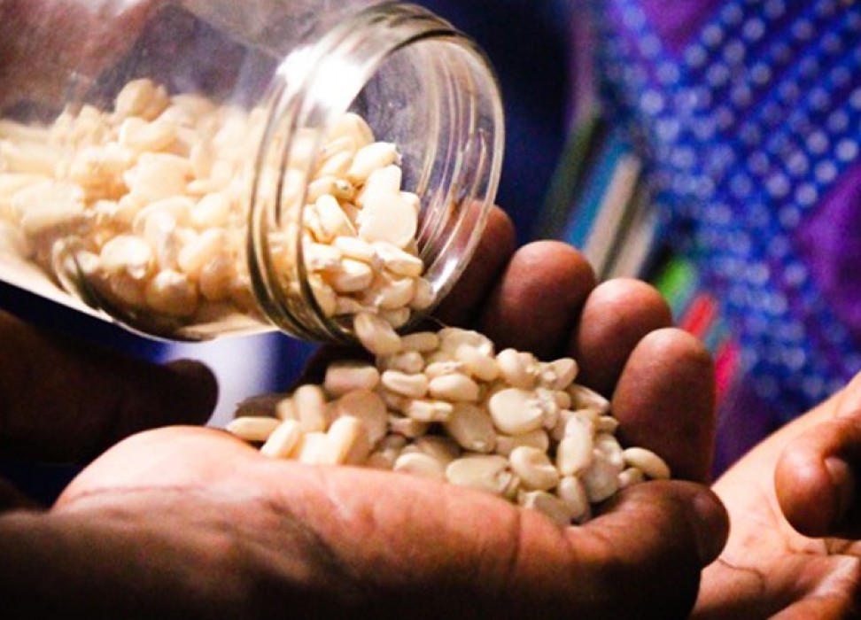 【中央纪委国家监委：警惕种子领域腐败，打好种子安全保卫战】6月19日，中纪委网站