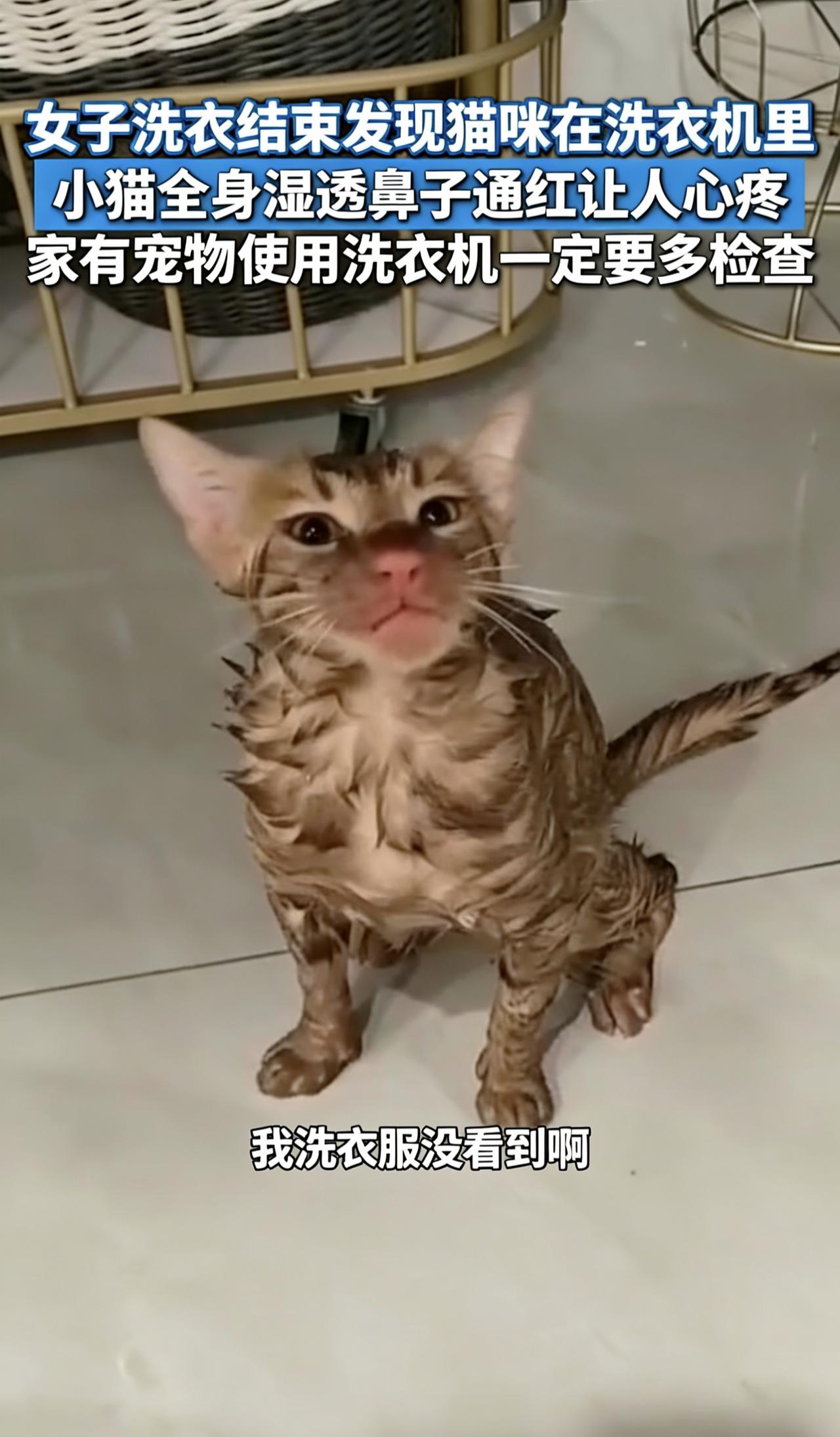 洗衣惊魂！猫咪藏滚筒被洗，主人粗心险致命！
 
真实案例频发！苏州、杭州多位女士