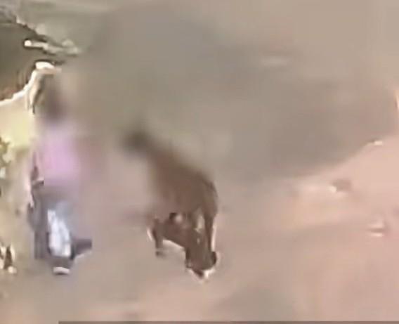 恶犬伤人太可怕了。男子在开放式窑洞饲养捷克狼犬。恶犬将两岁幼童拖回窑洞咬死，发现