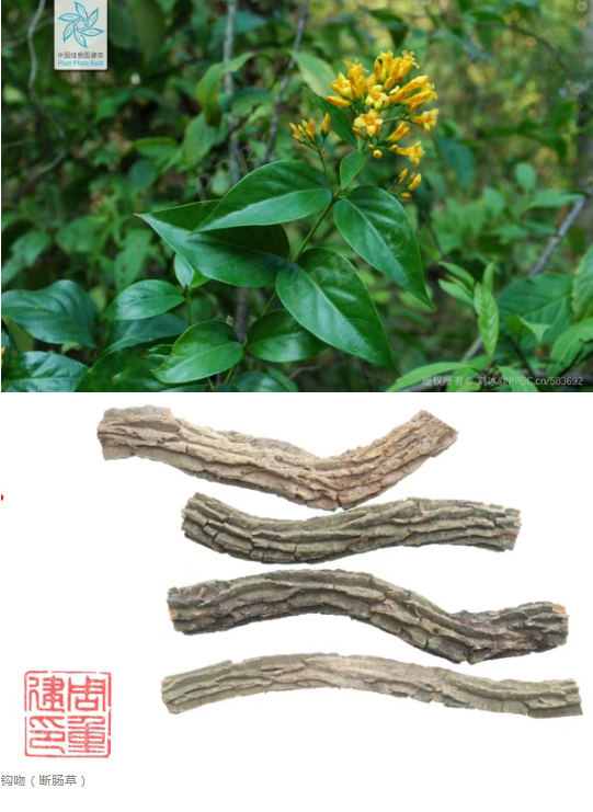 #复刻莫氏鸡煲需警惕断肠草# 【3g就能致死！#复刻莫氏鸡煲别弄错这个原料#】#