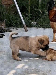 乡村小院名场面！小奶狗欺负小鸡反被公鸡教训，躲盆里保命笑翻人！
 
谁能想到，乡