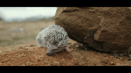 好好的时光真会吊人胃口 好好的时光 狠狠共情庄好好的深情与纠结！遇上懂自己、疼自