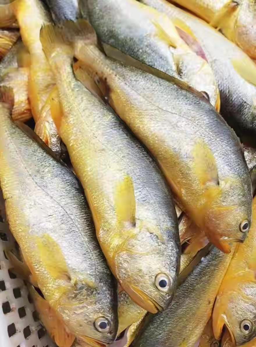 黄花鱼（动物们238）

大黄鱼,别名黄花鱼、 大鲜、黄瓜，等。大黄鱼质嫩、色白