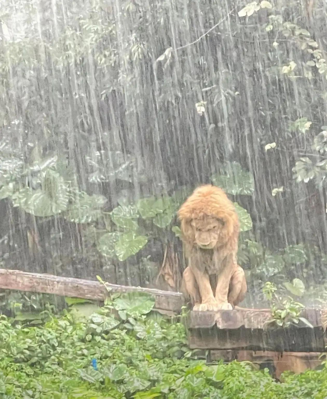 广州icon突遭强对流暴雨 全城“一秒天黑” 瓢泼大雨，大风，雷暴icon…
给
