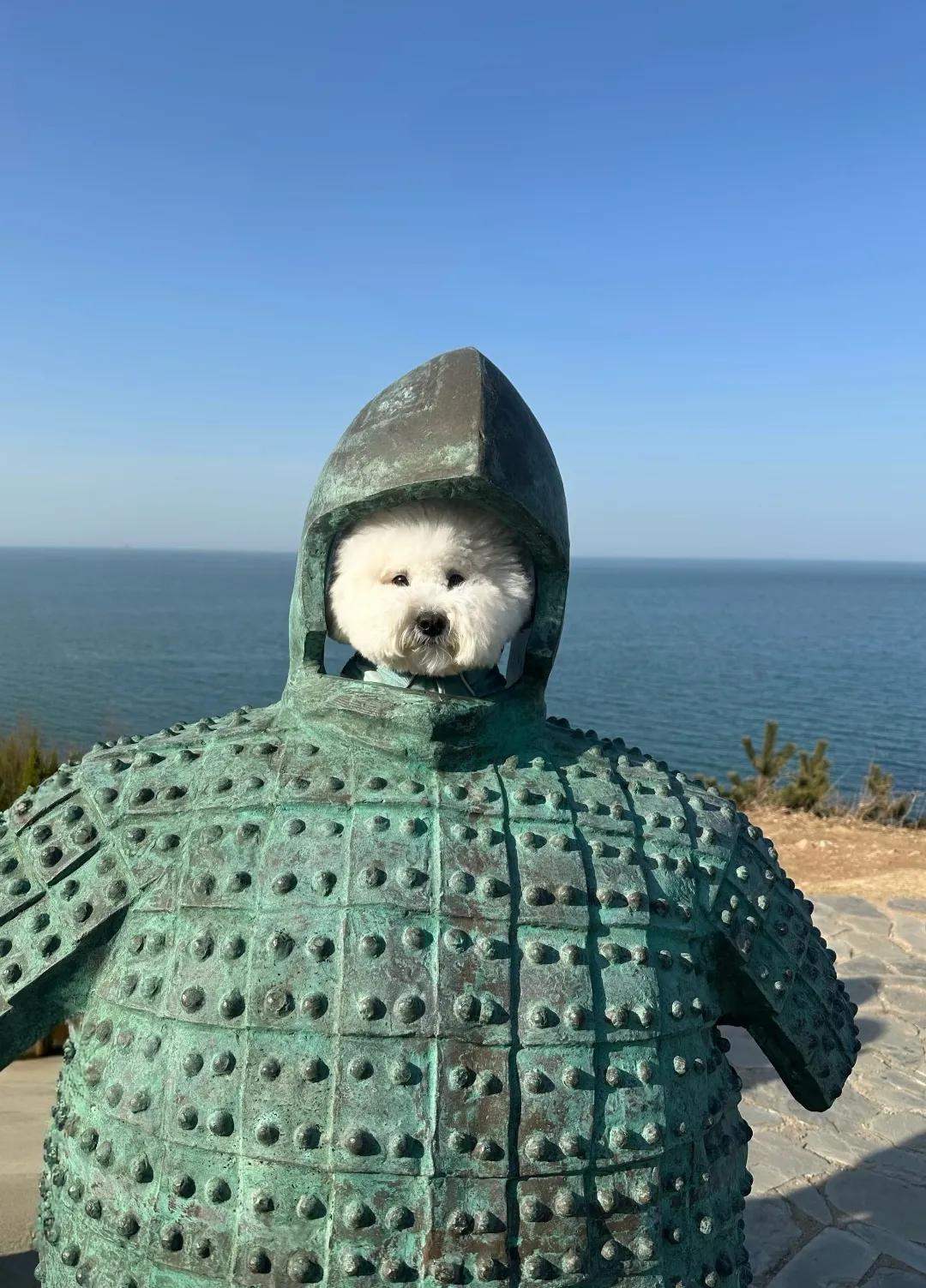 瞧瞧我家的狗狗这身盔甲威武不？[呲牙]