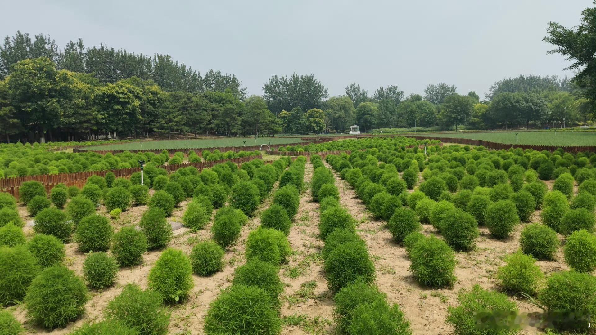 北京 奥森北园的地肤草和粉黛乱子草，夏日里正绿意葱葱，到了秋天这里不敢想象该又多