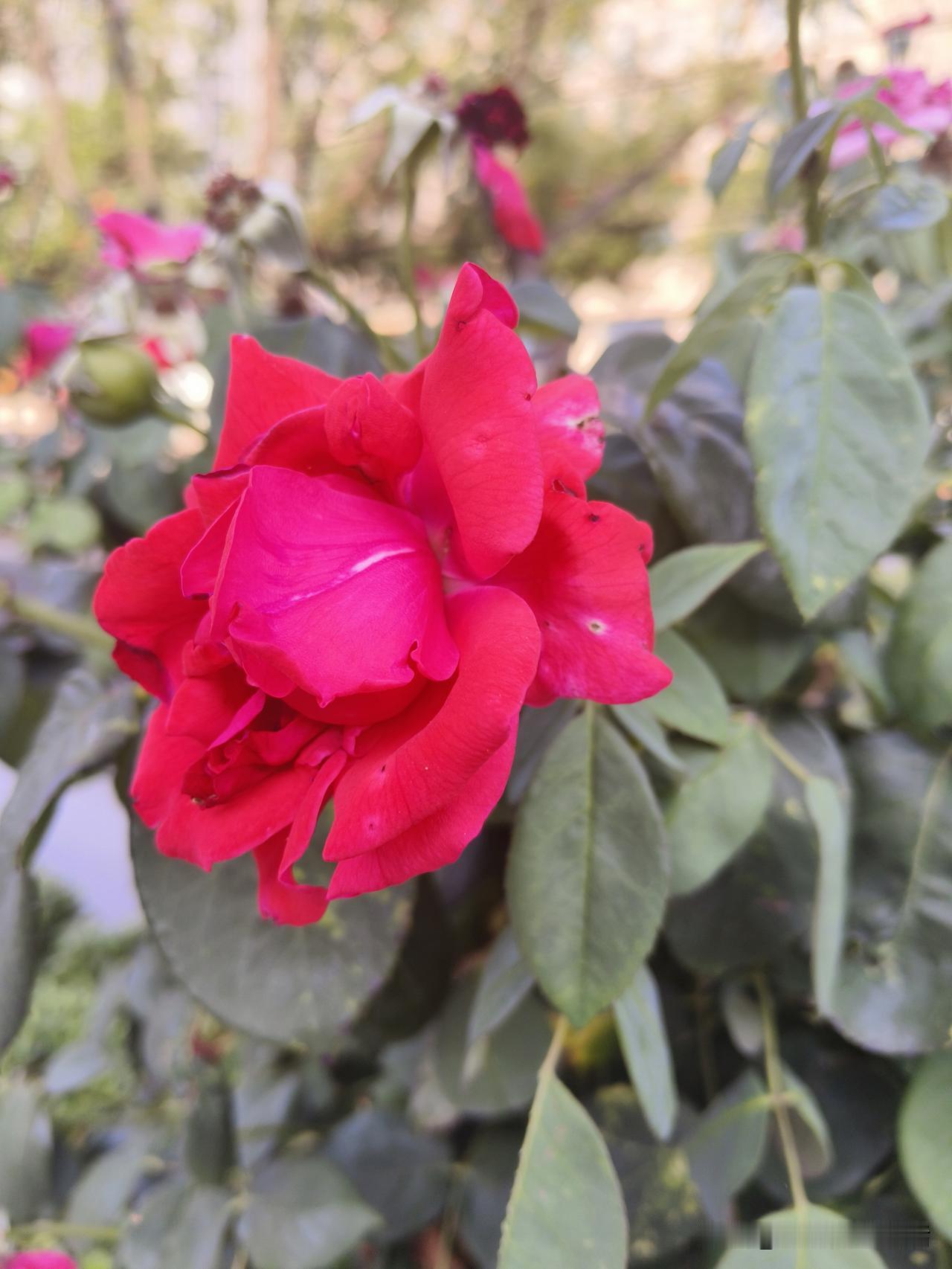 惊艳的红色玫瑰，绽放自然之美！🌹💕