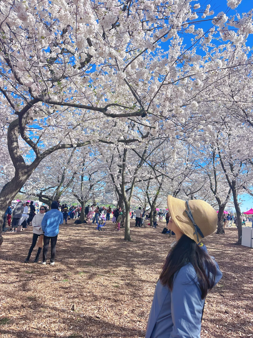 华盛顿樱花季Citywalk