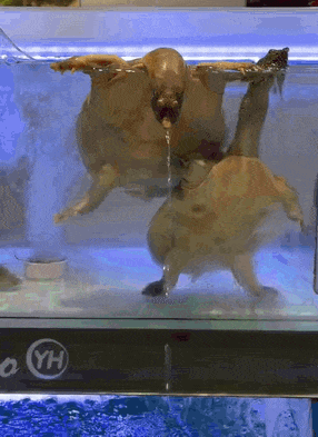 虹……虹吸效应？