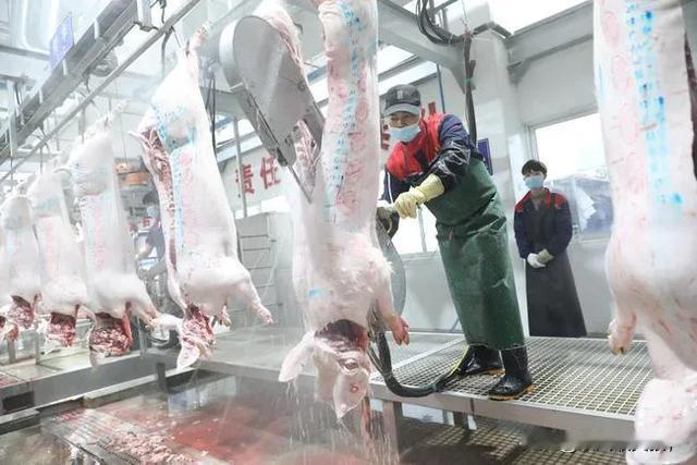猪身上的梅花肉能吃吗？

前几天和远在郑州的妻子视频，她说郑州的猪肉涨价了，可是