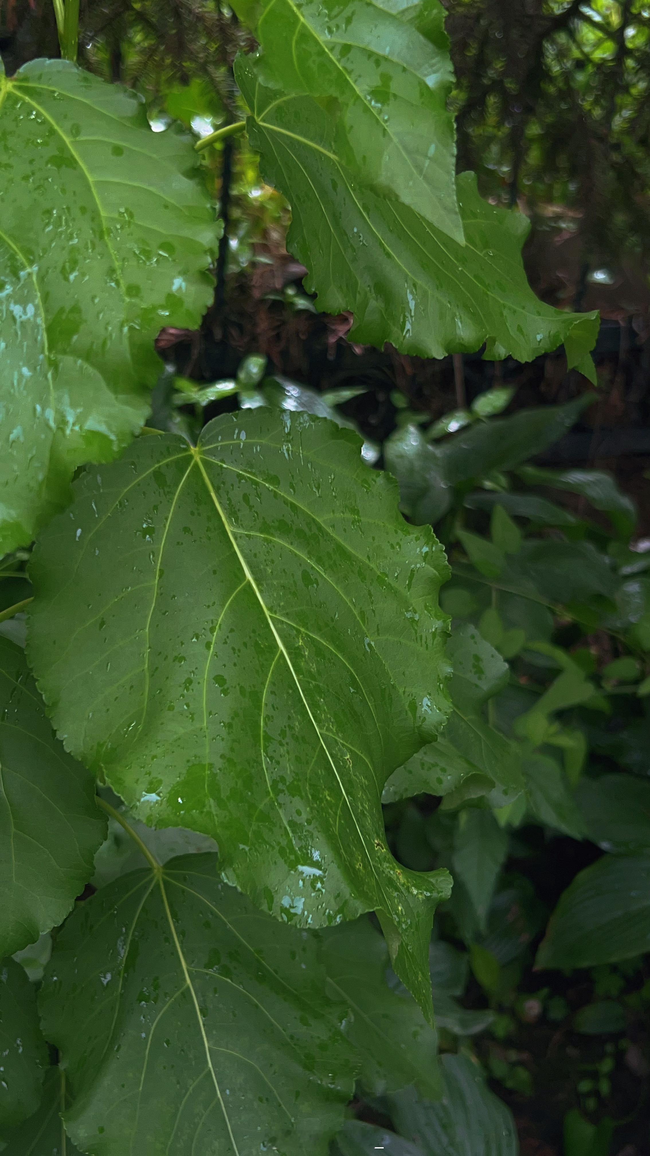 长春这天气可真好，虽然天天下雨，可是凉快儿啊！！去年这个时候，去健身房，人都热疯