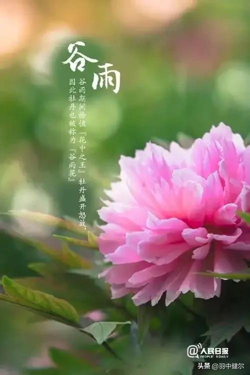 今日谷雨呀，咏一首吧[偷笑]
谷雨轻敲四月窗，
细珠织梦落田桑。
麦苗拔节听风语