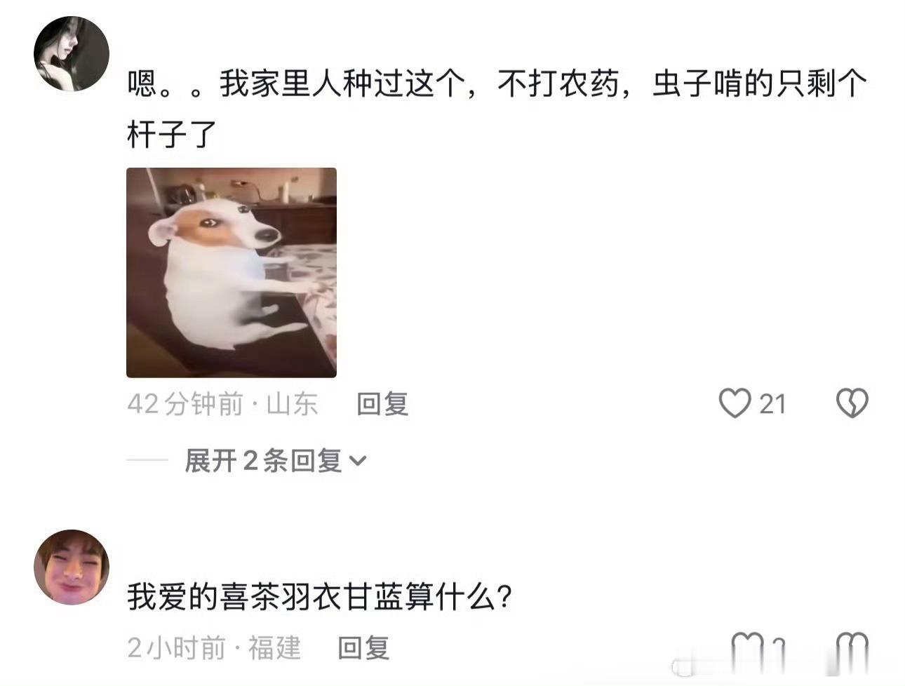 羽衣甘蓝 农药 羽衣甘蓝原来是绿化带[泪]那我爱喝的喜茶纤体瓶算什么 可好喝了[