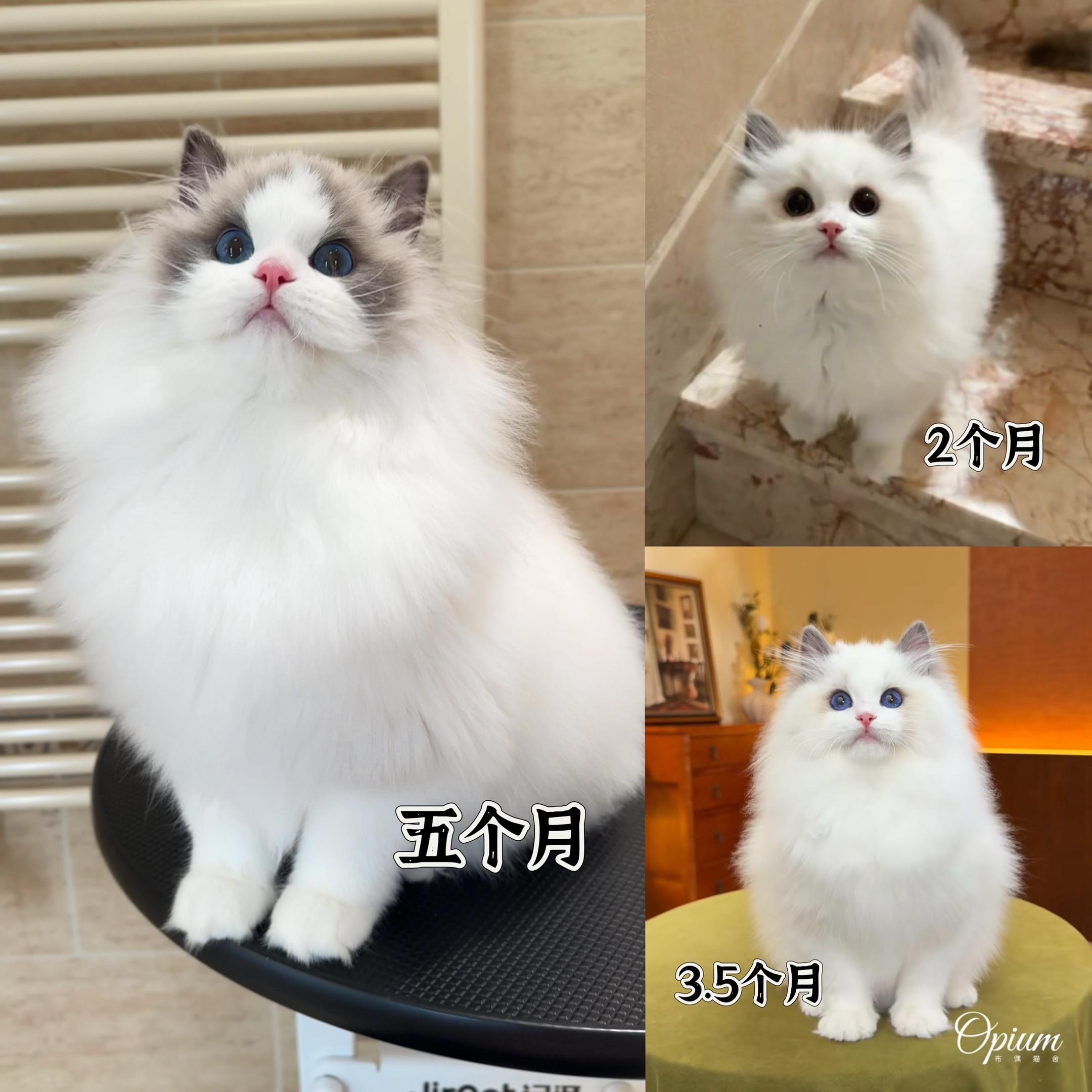【OPM布偶猫舍】花无缺｜2个月➡️3个月➡️5个月 时间从来不会辜负...
