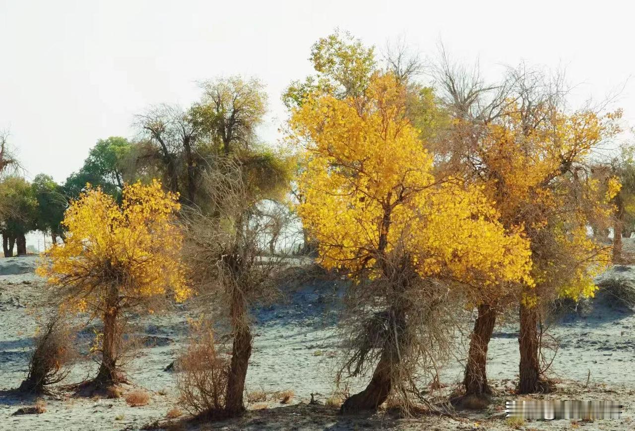 沙漠胡杨《原创》
这个季节去沙漠最合适，因为胡杨叶子变成了金色。一辈子如果这个季