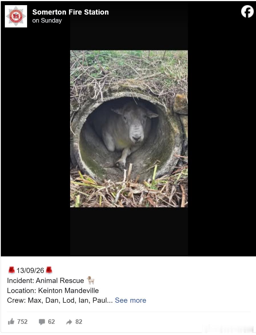 不堪9只母羊“热情追求”！百公斤公羊钻水泥管避难，结果被卡住海外新鲜事 英国近日