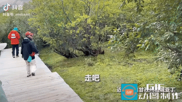 “上人民日报了!” 四川甘孜，一名男子去稻城亚丁旅行，走着走着，旁边突然窜出成群